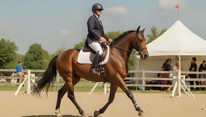 Hobby Horse: An Exciting Competitive Adventure To Consider
